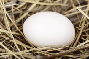nest egg imac